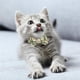 thumbnail image 3 of Collar de gato Greeniant con pajarita y campana ajustable para gatito cachorro Numero 5, 3 of 6