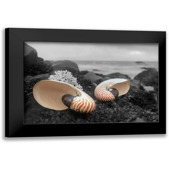 Blaustein, Alan 14x11 Black Modern Framed Museum Art Print Titled - Crescent Beach Shells 2