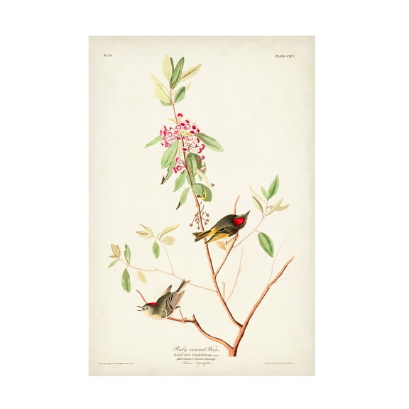 John James Audubon 'Ruby Crowned Wren' Canvas Art
