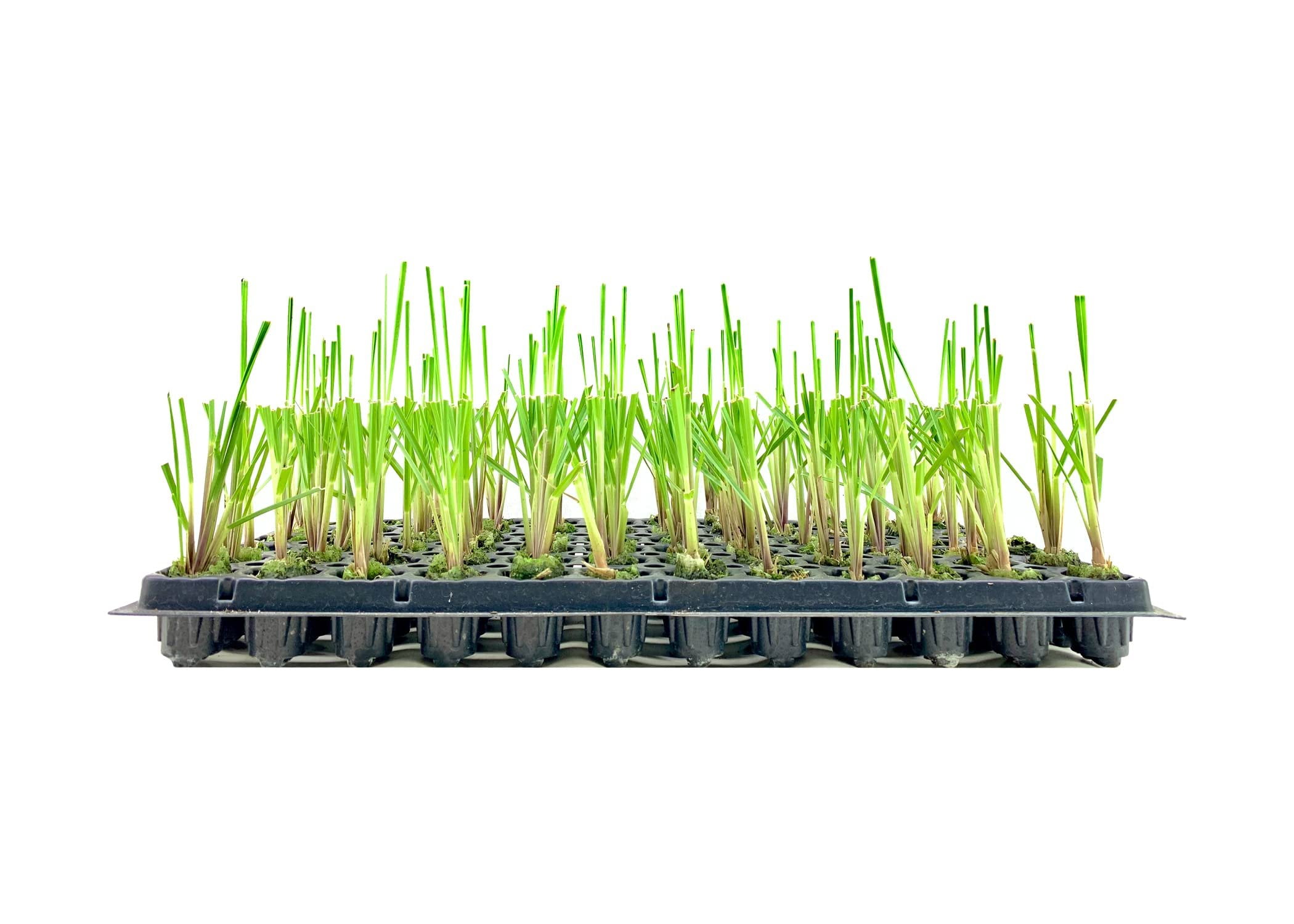 Dwarf Pampas Grass  3 Live Plants  Cortaderia Selloana Pumila  Compact Low Maintenance Drought Tolerant Ornamental Grass