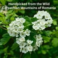 thumbnail image 4 of Wild Bliss Organic Hawthorn Herbal Tea – Caffeine Free Loose Leaf and Flower -100 Servings, 4 of 6