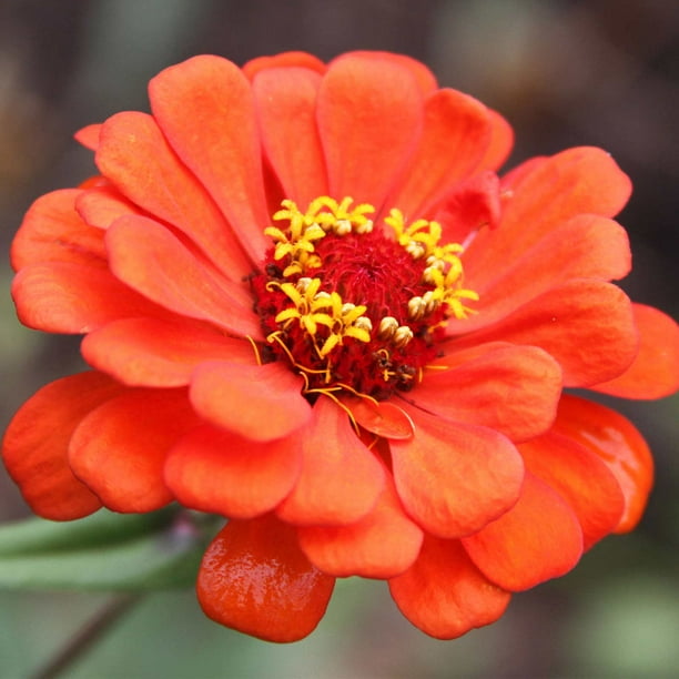 Zinnia Flower Garden Seeds Profusion Series Double Fire 100 Seeds
