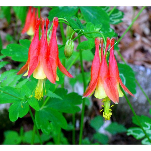 Canadian Columbine Aquilegia canadensis Native Wildflower Quart