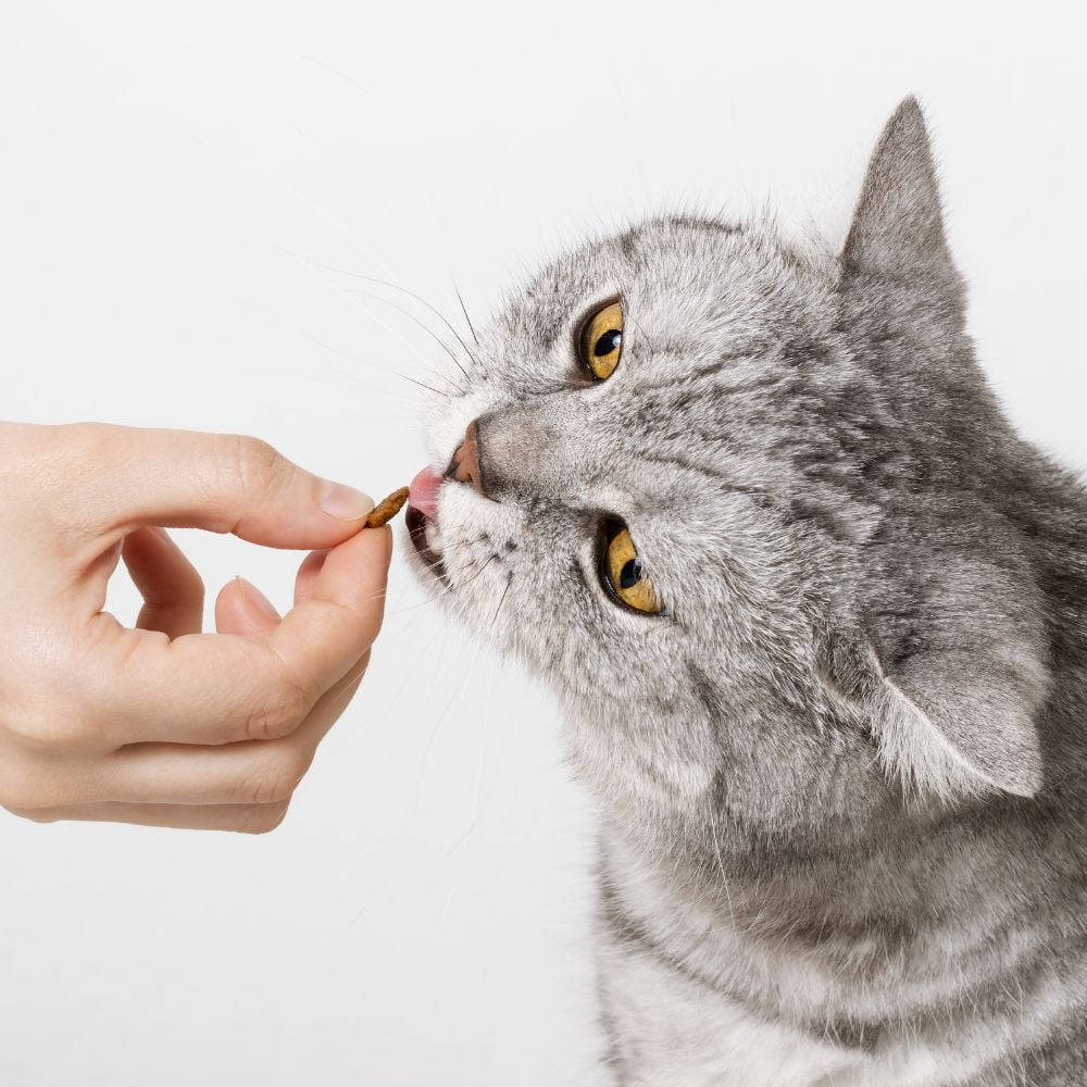 Soft Moist Cat Treats Grain-Free  2 Flavor (2) Each: Tempting Tuna, Tender Chicken (3 Ounces) + MerlinsMart Zine + Catnip Toy | Buddy Biscuits