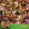thumbnail image 4 of 3 Packs Red Salad Bowl Lettuce Seeds - Loose Leaf Lettuce - Non-GMO Heirloom Annual Full Sun, 4 of 6