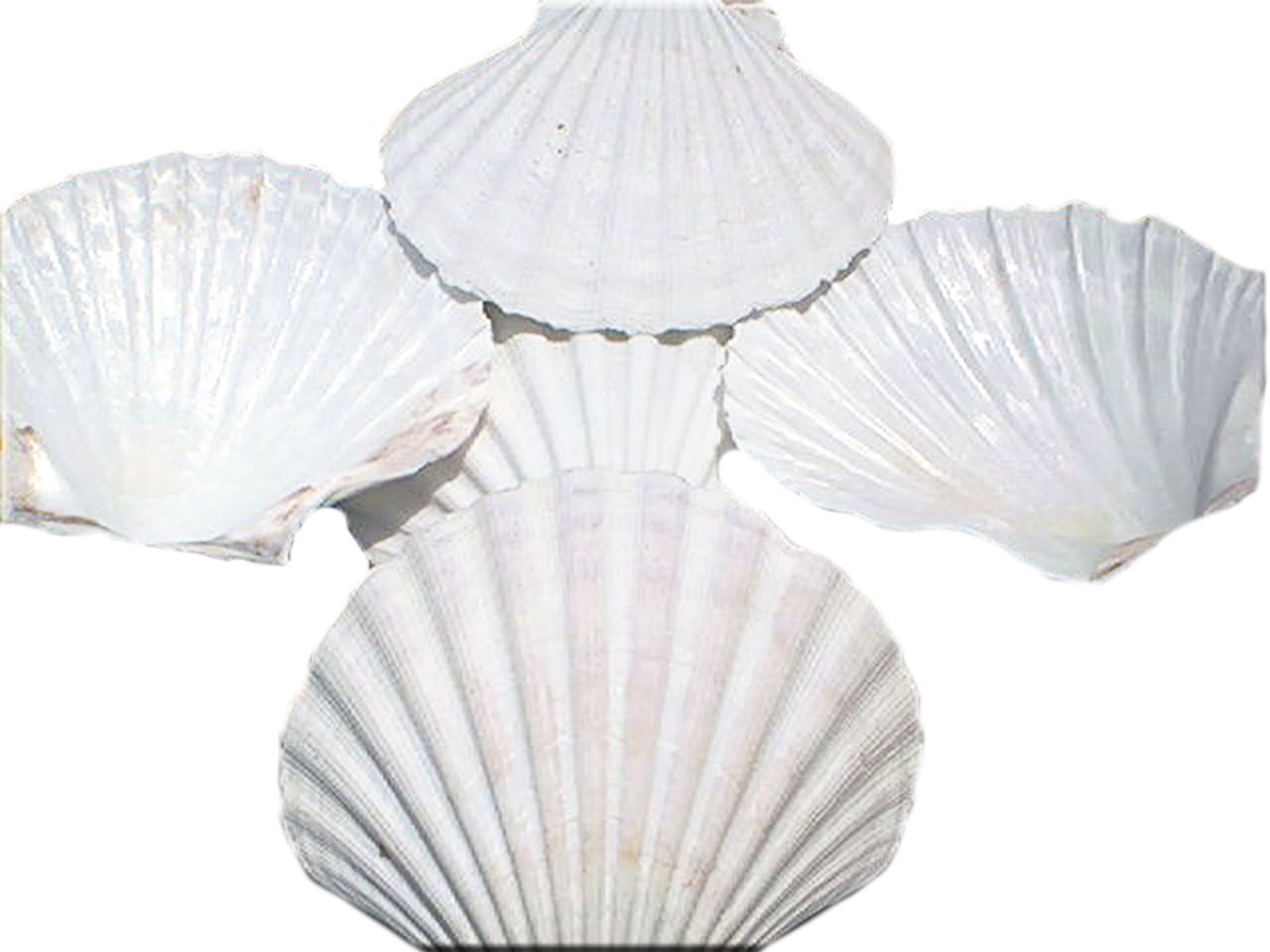 Set of 6 XLarge Real Baking Scallop Shells (4 1/2" 5") for Cooking