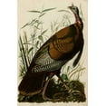 thumbnail image 2 of Audubon, John James 11x14 Gold Ornate Wood Framed with Double Matting Museum Art Print Titled - Willd Turkey, 2 of 4