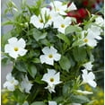 thumbnail image 4 of Set 2 White Mandevilla Plants 4-7" Tall for Planting, Mandevilla Flower Plants, Tropical Flowering Plant for Garden, Mandevilla Vine Plants, 4 of 5