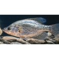 thumbnail image 1 of Crappie Fish Underwater Photo License Plate, 1 of 1