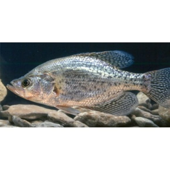 Crappie Fish Underwater Photo License Plate