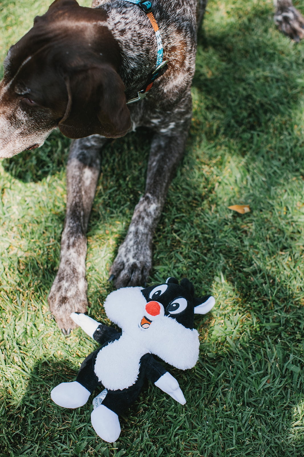 Looney Tunes for Pets Sylvester The Cat Big Head Plush Dog Toy, Stuffed  Animal for Dogs, Size Medium | 6-inch Dog Toy for All Dogs | Cute Squeak  Toy