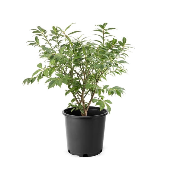 2 Gallon Compact Burning Bush (Euonymus) Shrub
