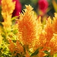 thumbnail image 2 of Eden Brothers Celosia Seeds - Mixed Pampas Plume, 2 of 2
