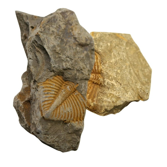 UPOUART 2Pcs Paleontology Fun Science Ornaments Fossilized Trilobite Assorted Color Table Decorations