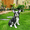 16.92" H Black+White Garden Statue, variant on 18.9" German Shepherd Dog Garden Statue,Finely Sculpted Standing Dog Outdoor Statue,Resin Material,Suitable for Patio,Lawn,Yard,Black+Tan
