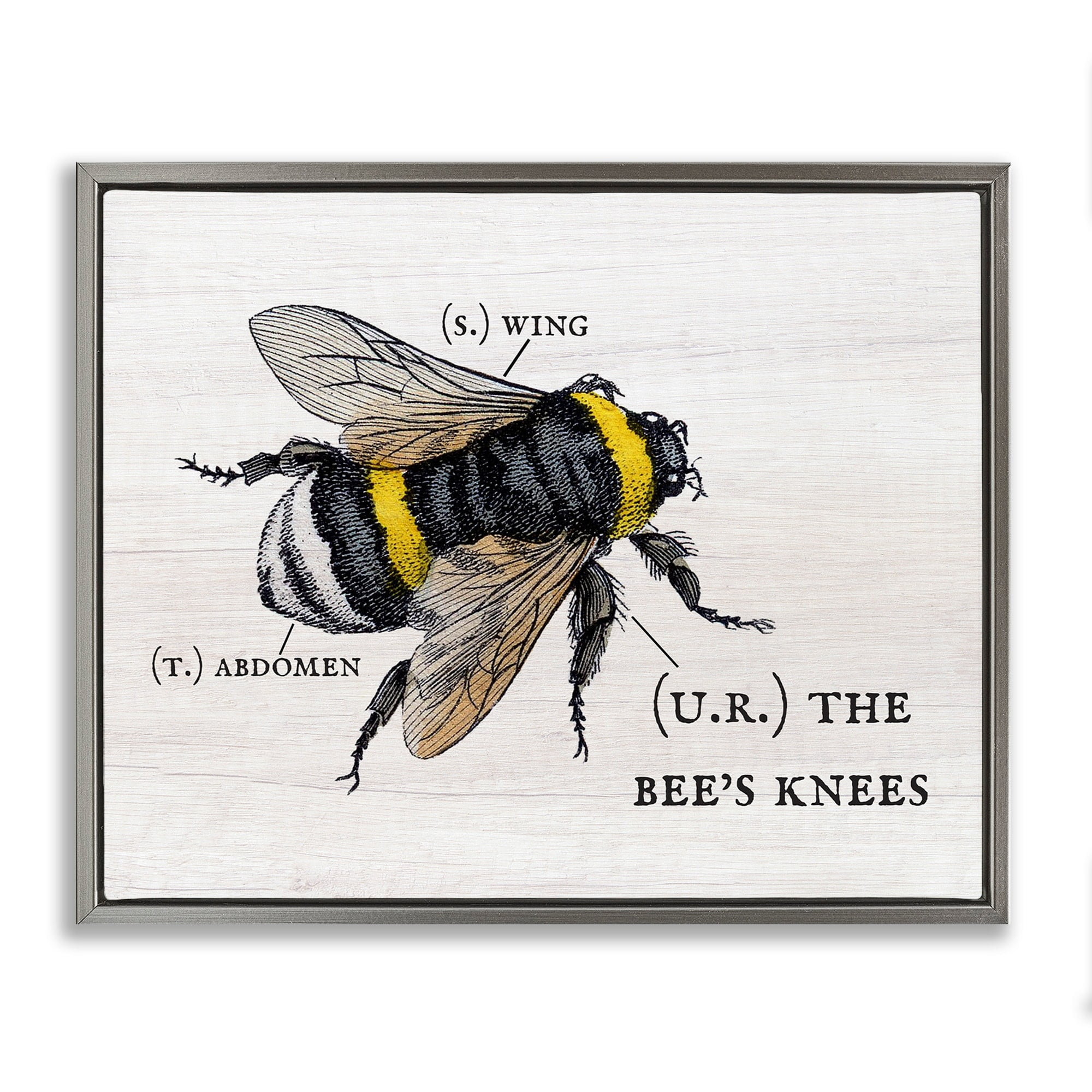 Stupell Industries Anatomy of Honey Bee Pun Charming Bee's Knees Luster Gray Framed Floating Canvas Wall Art, 24x30, by Daphne Polselli