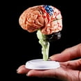 thumbnail image 2 of Flmtop Removable Anatomical Human Internal Brain Model Medical Sculptures Teaching Tool, 2 of 5