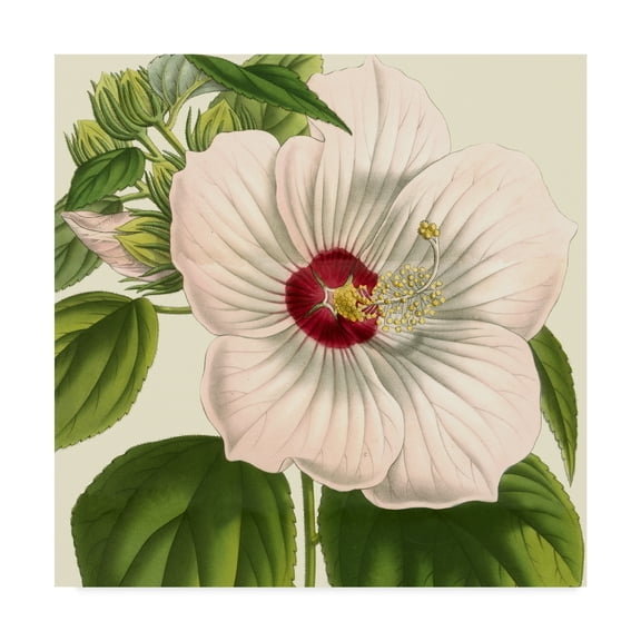 Trademark Fine Art 'Tropical Vision I' Canvas Art by Vision Studio