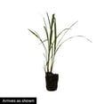 thumbnail image 4 of Direct Gardening Zebra Miscanthus Ornamenta Grass Potted Perennial Starter Plant, One per Offer, 4 of 4