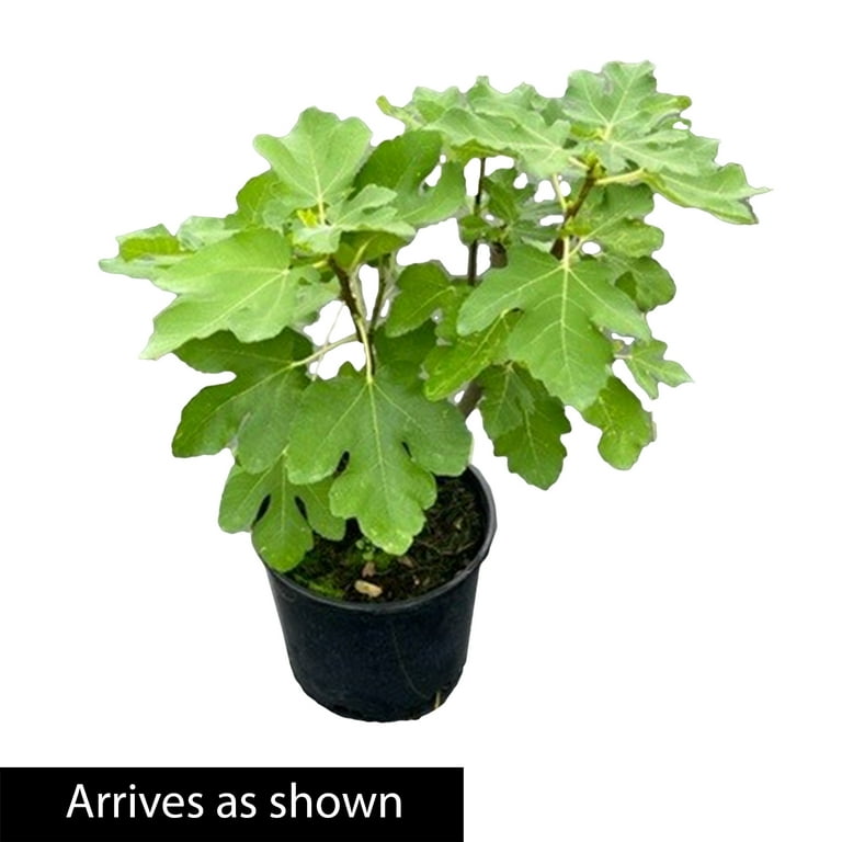 Peters Honey Fig Tree Fruiting Plant grown in a 3 Gallon Pot (1-Pack)