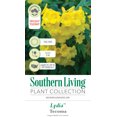 thumbnail image 3 of Southern Living Lydia Tecoma 'Esperanza' Live Shrub in 2.5-Quart Grower Pot, 3 of 5