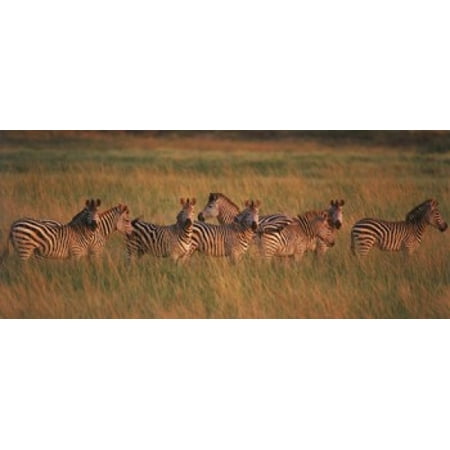 Burchells zebras in a forest Masai Mara National Reserve Kenya Poster
