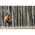 thumbnail image 3 of Delimont, Danita 14x11 Black Modern Framed Museum Art Print Titled - Rocky Mountain Moment, 3 of 5