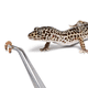 thumbnail image 3 of Pinzas curvas Reptizoo para reptiles Acuarios terrarios 25cm acero inoxidable, 3 of 6