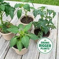 thumbnail image 4 of Back to the Roots Natural and Organic 3-in-1 Seed Starting Mix, Premium Blend Soil, 6qt, 4 of 4