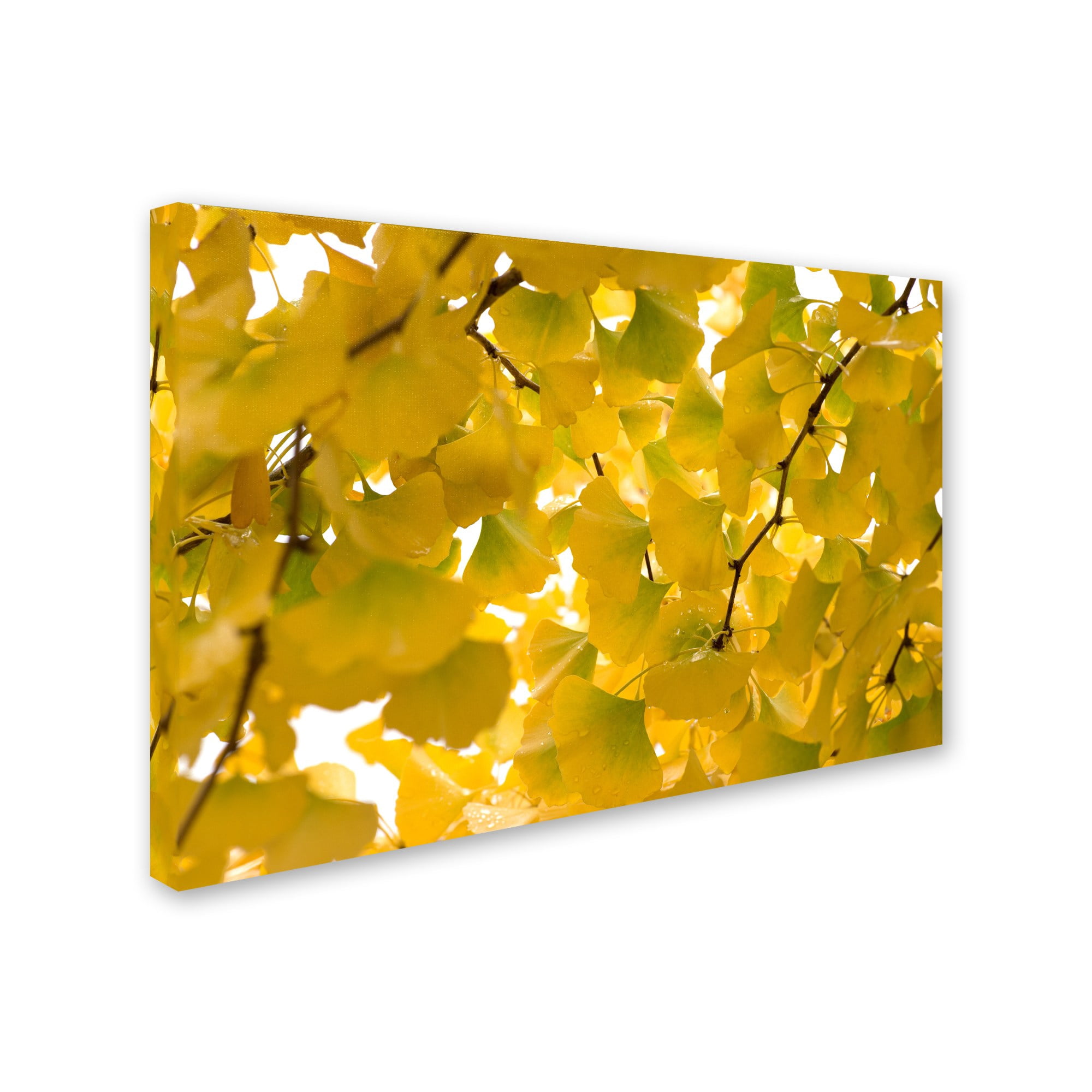 Trademark Fine Art "Yellow Autumn" Canvas Art by Philippe Sainte-Laudy