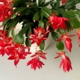 thumbnail image 2 of Red Christmas Cactus Live Houseplant, Thanksgiving Cactus in Compact 3in Pot, Ideal for Indoor Outdoor Arrangement, 2 of 5