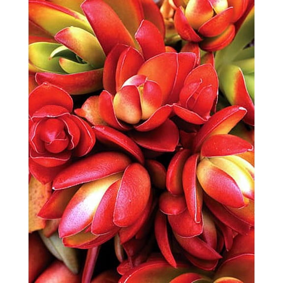 Campfire Jade Plant - Crassula - 2" Pot