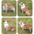 thumbnail image 2 of Dog Leash Slip Leash Harnesses Rope Long Pet Strong Training Walking Swimming Hiking, 2 of 8