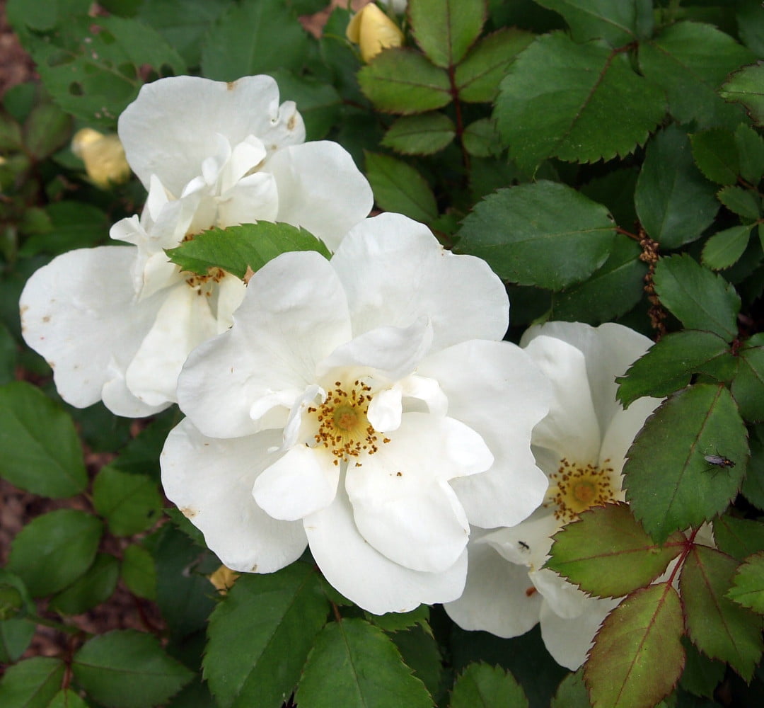 knock out rose knock out rose