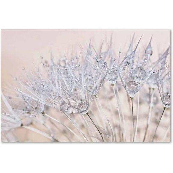 Trademark Fine Art 'Dandelion Dew II' Canvas Art by Cora Niele