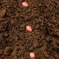 thumbnail image 2 of TomorrowSeeds - Jumbo Bailey Virginia Peanut Seeds - 60+ Count - For 2026 Planting Top Producer, 2 of 11