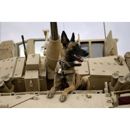 Us Army Air Force - February 13 2007 - US Air Force military working dog sits on a US Army M2A3 Bradley Fighting Vehicle before heading out on a mission in Kahn Bani Sahd Iraq Poster Print
