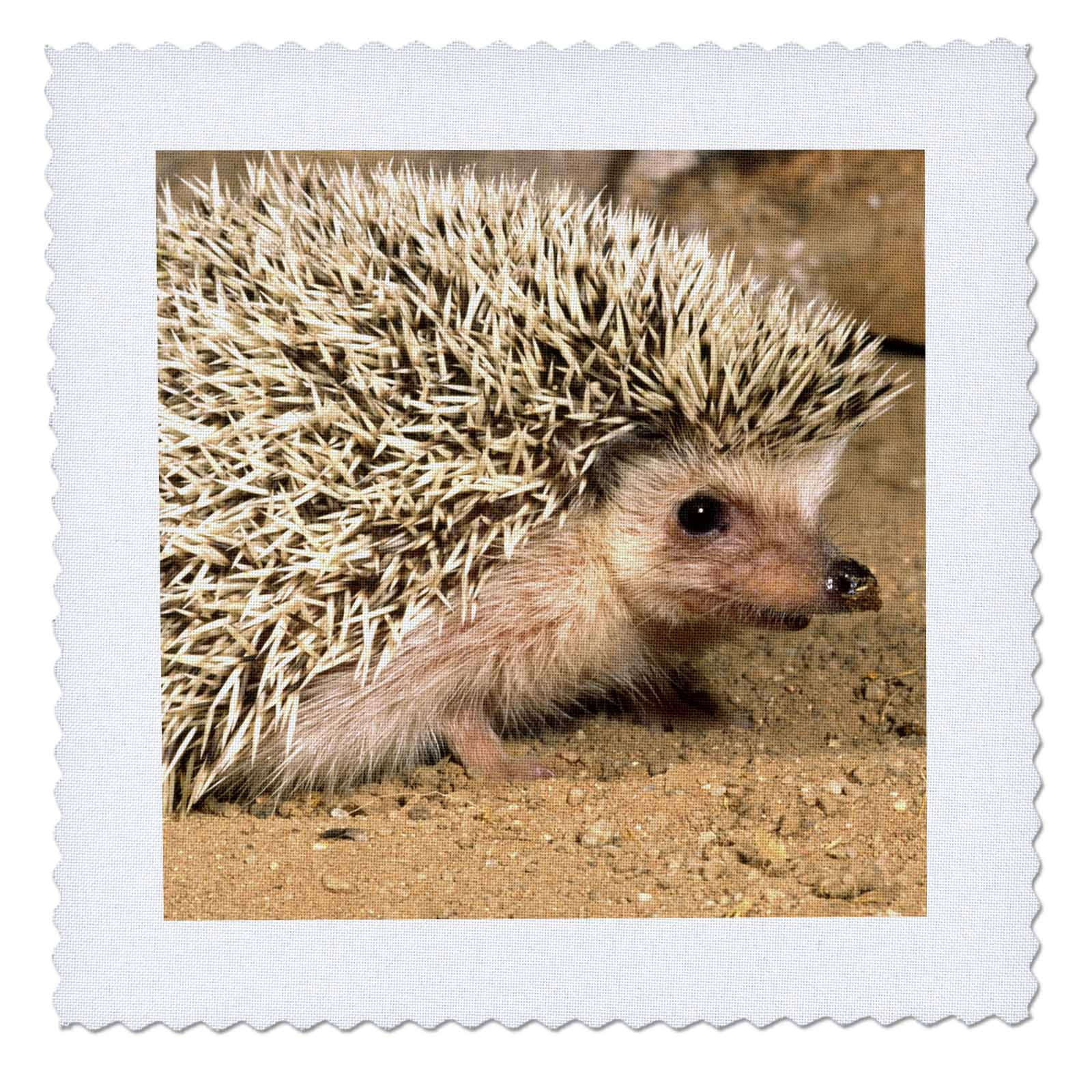 3dRose lsp_83937_2 African Hedgehog wildlife Native to Africa NA02 DNO0400 David Northcott Double Toggle Switch 