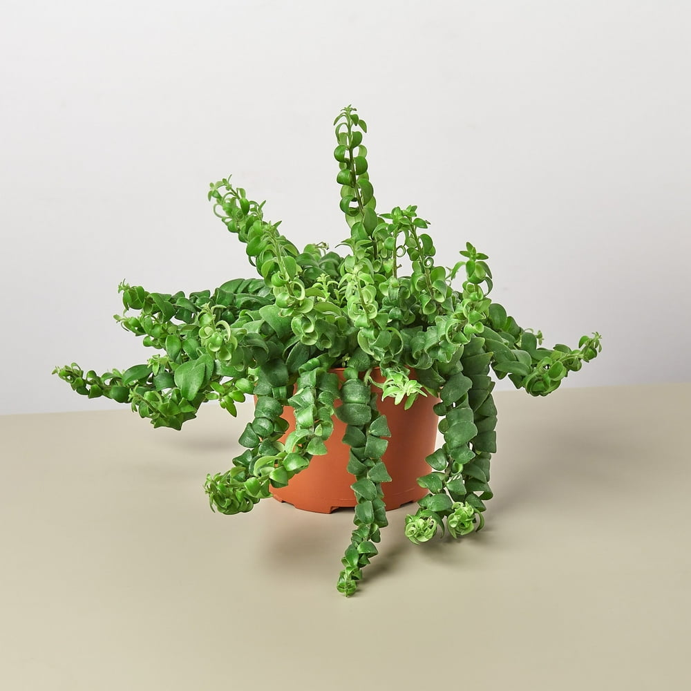 Curly Lipstick Plant 6&quot; Pot