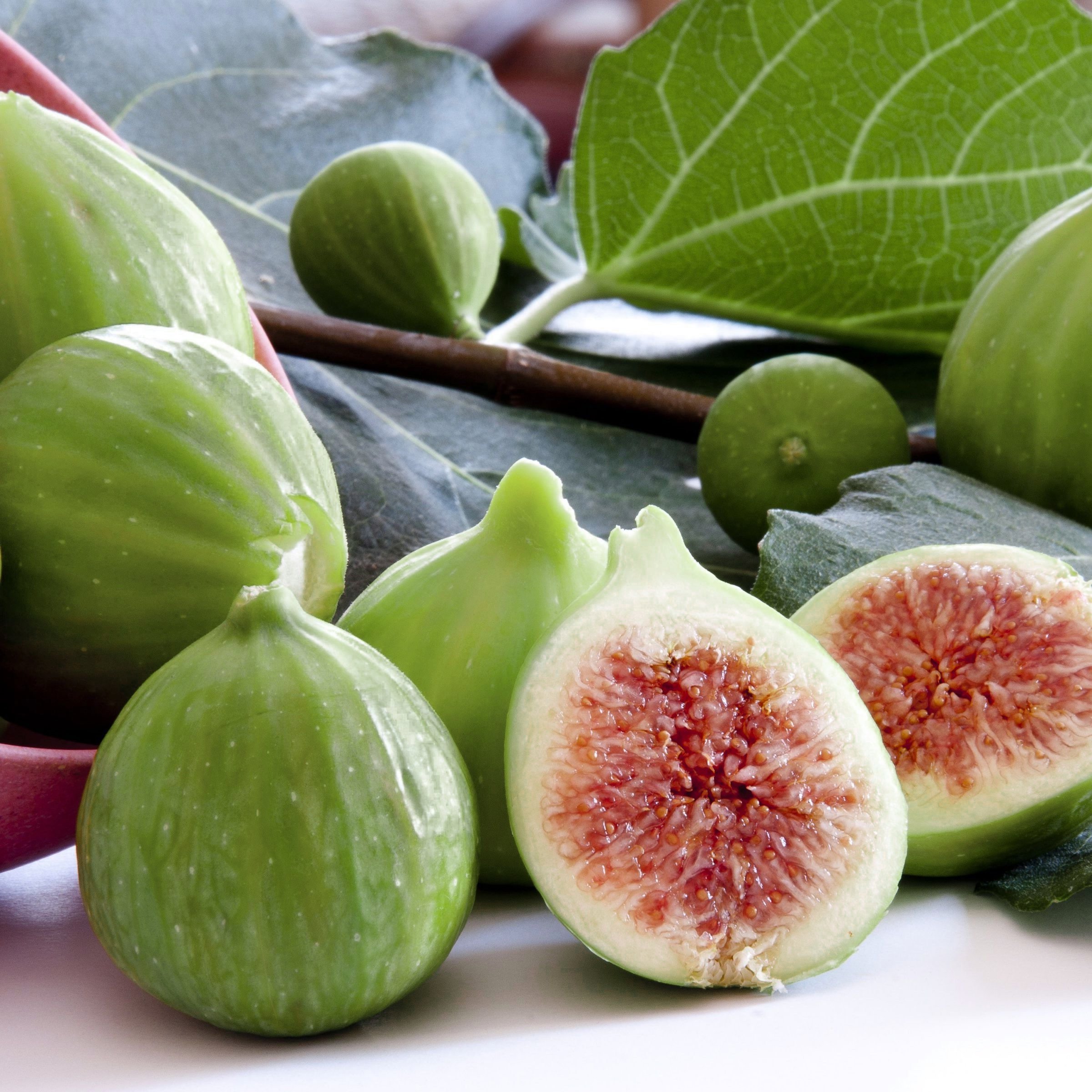 1 gal. Fig Kadota  Live Shrub with Full Sunlight