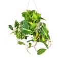 thumbnail image 3 of Philodendron Cordatum Brasil (6" Grower Pot) - Colorful Air-purifying Houseplant for Decoration, 3 of 3