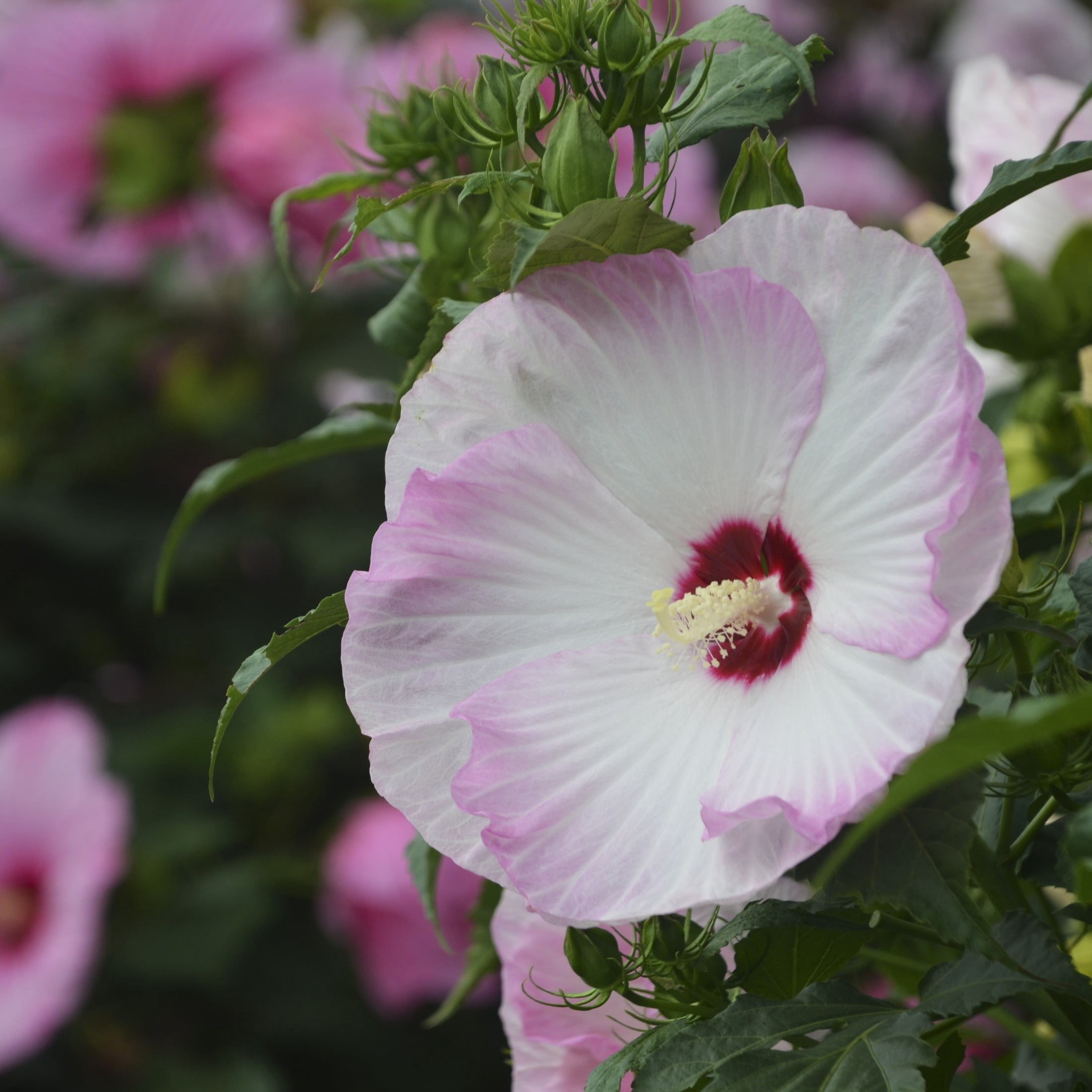 Proven Winners 18" White Summerific 'Ballet Slippers' Rose Mallow Live Plant in 8.88" Pot