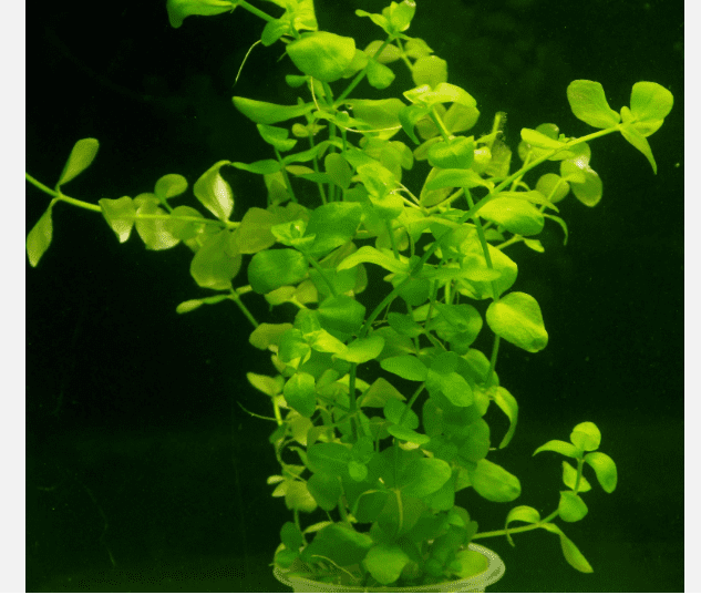 25 Bacopa Live Aquarium Plants – Freshwater Stem Plants for Aquascaping