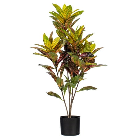36" Croton Potted Plant
