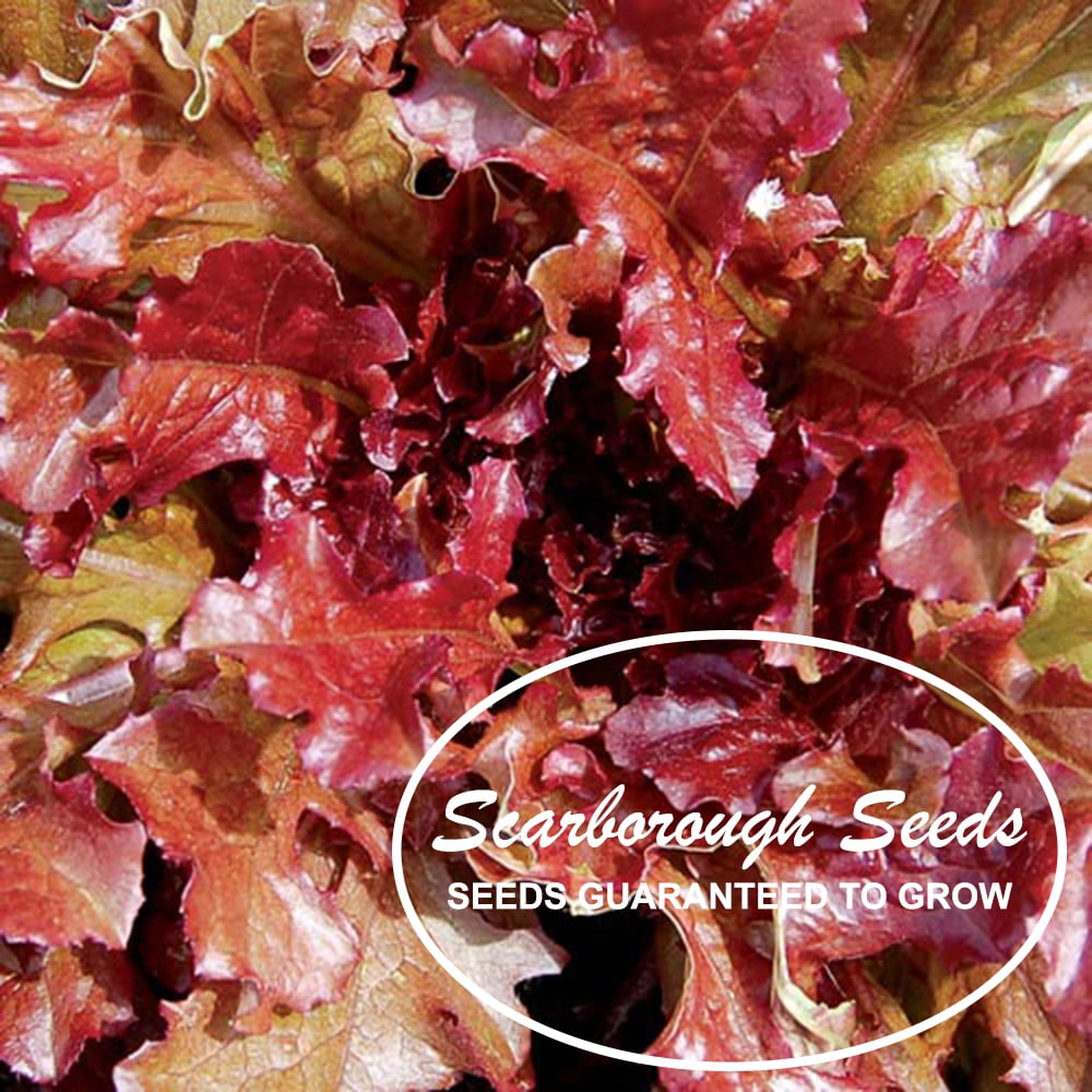 Scarborough Seeds Green Salad Bowl Lettuce 1000 Seeds Non GMO Fresh Garden Seeds for sale online 