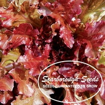 SCARBOROUGH SEEDS Red Salad Bowl Lettuce 1000 Seeds Non GMO Fresh Garden Seeds