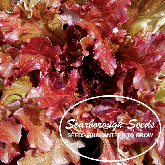 SCARBOROUGH SEEDS Red Salad Bowl Lettuce 1000 Seeds Non GMO Fresh Garden Seeds