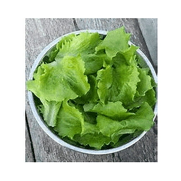 Endive Broadleaf Batavian Great Heirloom Vegetable by Seed Kingdom Bulk 50,000 Seeds
