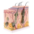 thumbnail image 1 of Modelo de Piel Anatómica Anatomía Ciencia Modelo de Estudio de Tejidos Zulema Modelo de piel humana, 1 of 7