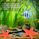 thumbnail image 4 of Paquete de 20 decoraciones de estrella de mar, decoración de mini estrella de mar de PVC de 0.9" para acuario/decoración de pecera/playa [Naranja], 4 of 6